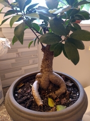 Ficus thonningii