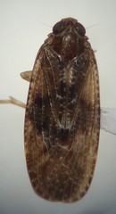 Synecdoche nemoralis