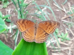 Junonia hedonia