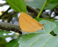 Loxura atymnus