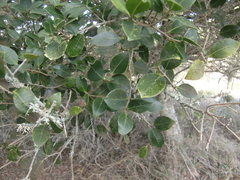 Chionanthus foveolatus