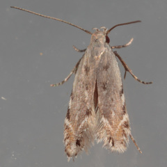 Battaristis nigratomella