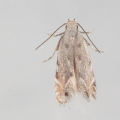 Battaristis nigratomella