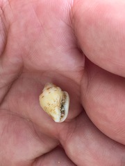 Columbella mercatoria