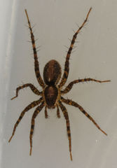 Pardosa milvina