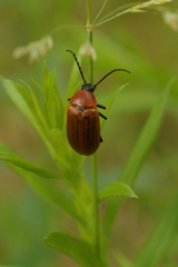 Pseudocistela ceramboides