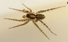 Pardosa pauxilla