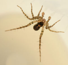 Pardosa pauxilla