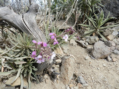 Erysimum albescens