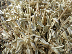 Sideritis dasygnaphala