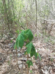 Gyrocarpus jatrophifolius
