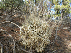 Sideritis dasygnaphala