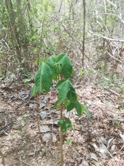 Gyrocarpus jatrophifolius