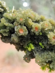 Leptogium phyllocarpum