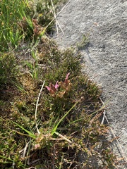Pedicularis sylvatica