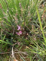 Pedicularis sylvatica