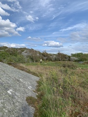 Pedicularis sylvatica
