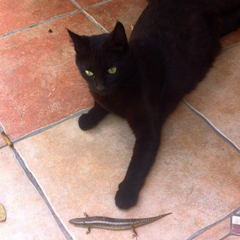 Chalcides ocellatus tiligugu