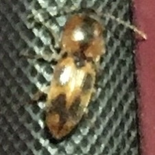 Aeolus mellillus
