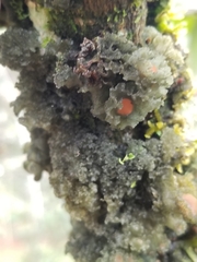 Leptogium phyllocarpum