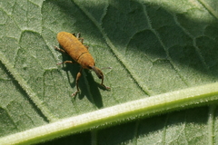 Lixus bardanae
