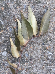 Zelkova