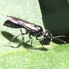 Pemphredonina