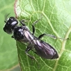 Pemphredonina
