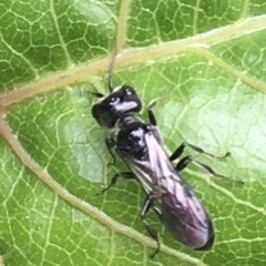 Pemphredonina