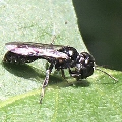Pemphredonina