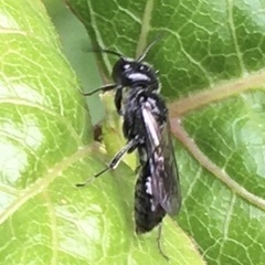 Pemphredonina