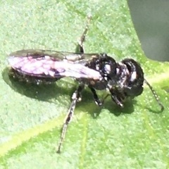 Pemphredonina
