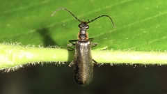 Podabrus punctulatus