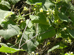 Bryonia verrucosa