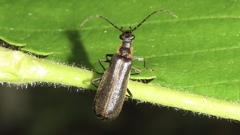 Podabrus punctulatus