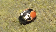 Calligrapha rowena