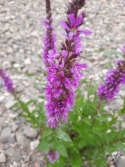 Lythrum salicaria