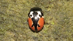Calligrapha rowena
