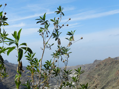 Cheirolophus arbutifolius