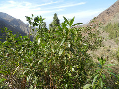 Cheirolophus arbutifolius