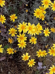 Eriophyllum lanatum integrifolium
