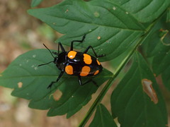 Scaphidomorphus bosci