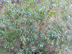 Cheirolophus arbutifolius