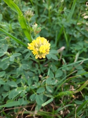 Medicago falcata