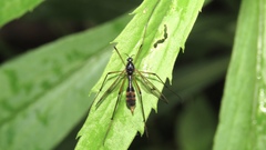 Ptychoptera quadrifasciata