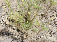 Descurainia preauxiana