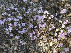 Epilobium obcordatum