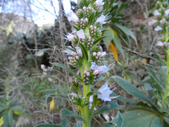 Echium callithyrsum