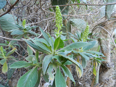 Echium callithyrsum