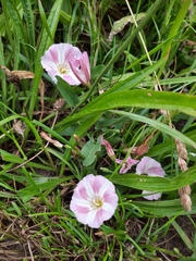 Convolvulus arvensis